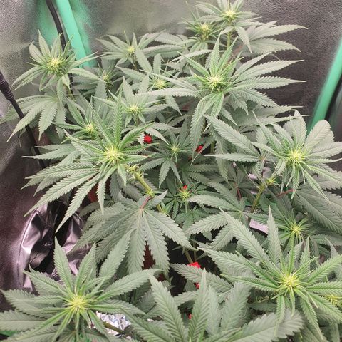 Honey gas  growlog timeline photo