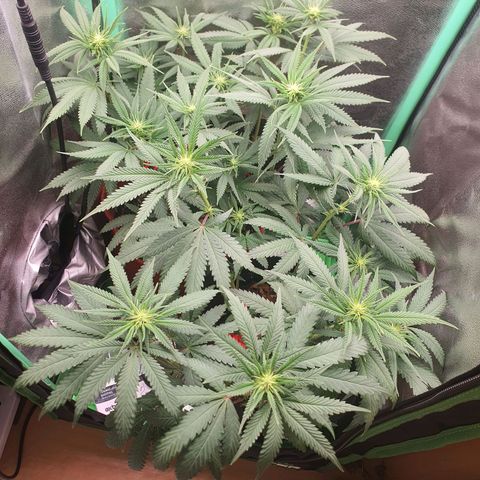 Honey gas  growlog timeline photo
