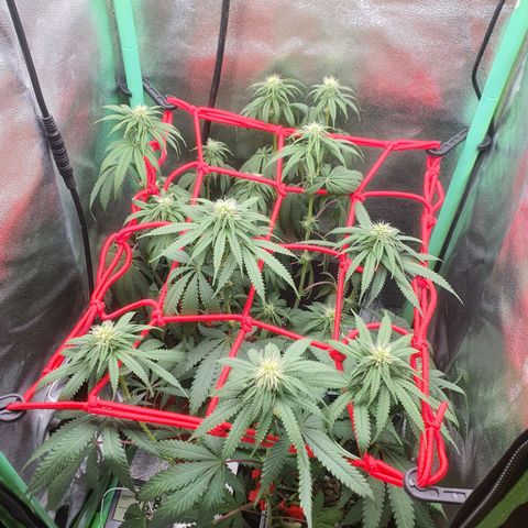 Honey gas  growlog timeline photo