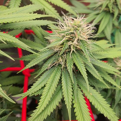 Honey gas  growlog timeline photo