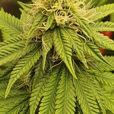Honey gas  growlog timeline photo