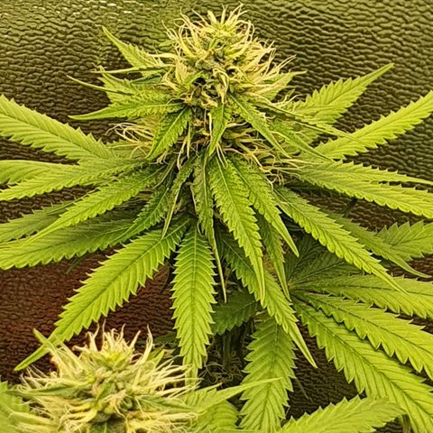 Honey gas  growlog timeline photo