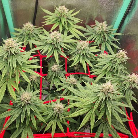 Honey gas  growlog timeline photo