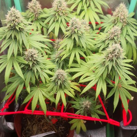Honey gas  growlog timeline photo