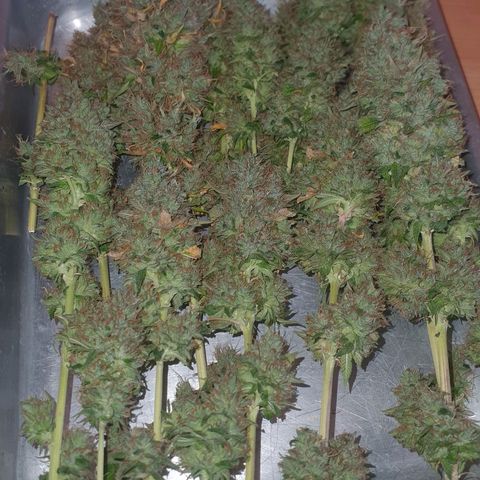 Honey gas  growlog timeline photo