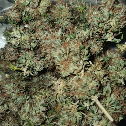 Honey gas  growlog timeline photo