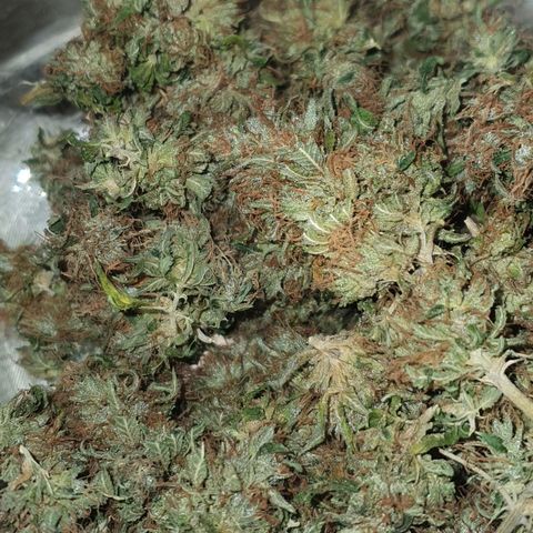Honey gas  growlog timeline photo