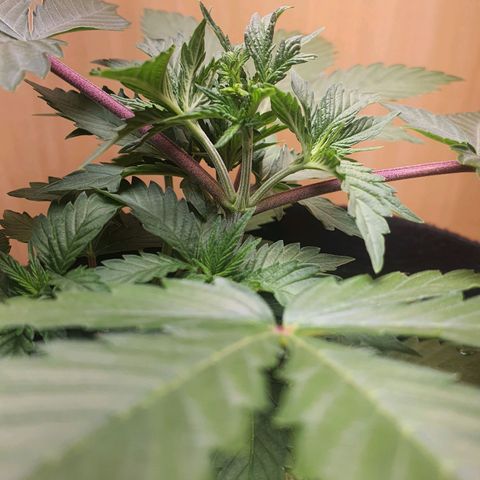 MOBY x ECSD (1) growlog timeline photo