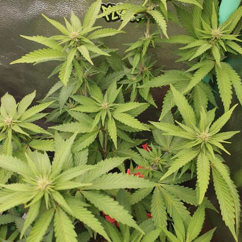 MOBY x ECSD (1) growlog timeline photo