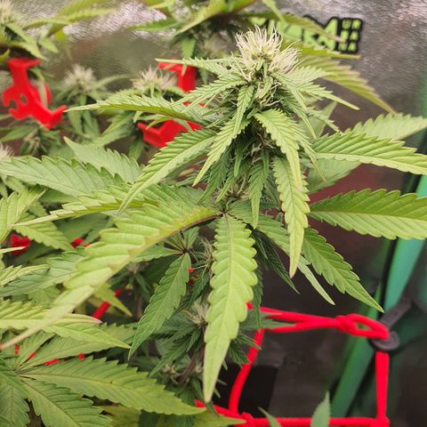 MOBY x ECSD (1) growlog timeline photo