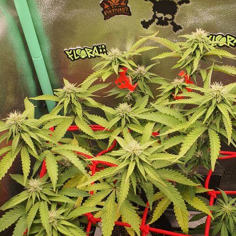 MOBY x ECSD (1) growlog timeline photo