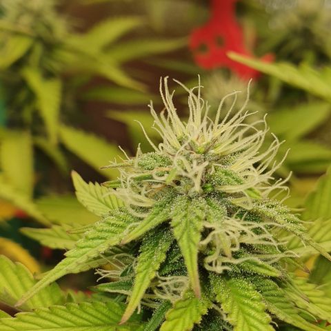 MOBY x ECSD (1) growlog timeline photo