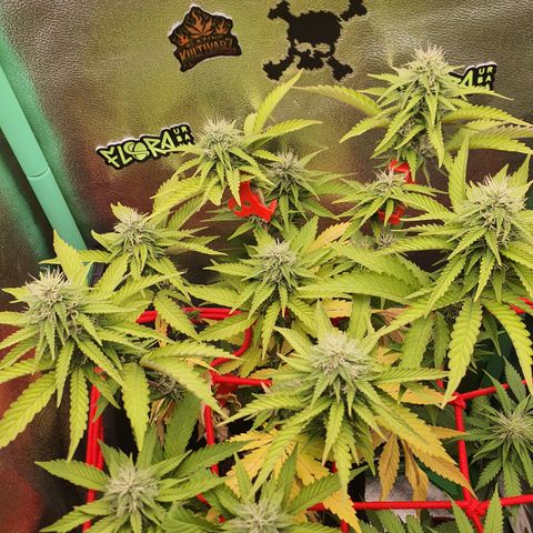 MOBY x ECSD (1) growlog timeline photo