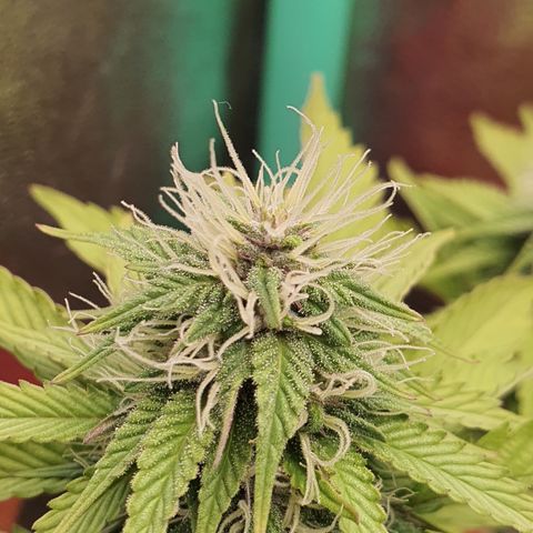 MOBY x ECSD (1) growlog timeline photo
