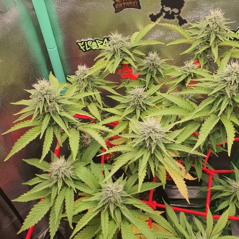 MOBY x ECSD (1) growlog timeline photo