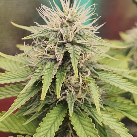 MOBY x ECSD (1) growlog timeline photo