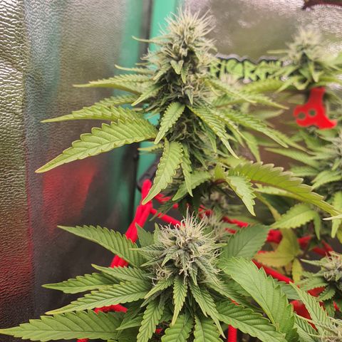 MOBY x ECSD (1) growlog timeline photo