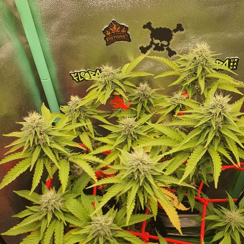 MOBY x ECSD (1) growlog timeline photo
