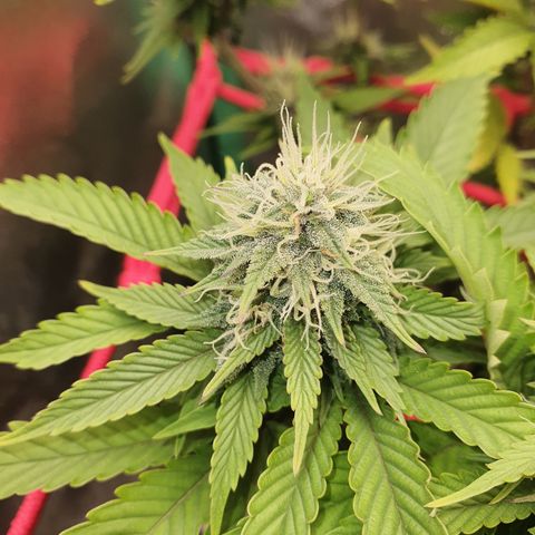 MOBY x ECSD (1) growlog timeline photo