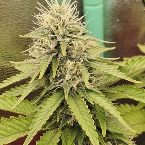 MOBY x ECSD (1) growlog timeline photo