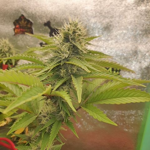 MOBY x ECSD (1) growlog timeline photo