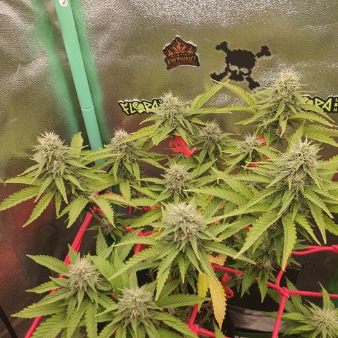 MOBY x ECSD (1) growlog timeline photo