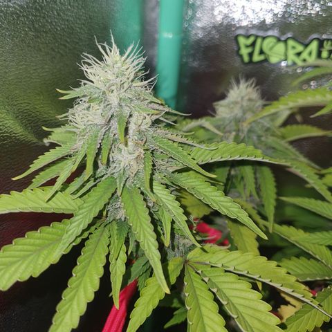 MOBY x ECSD (1) growlog timeline photo