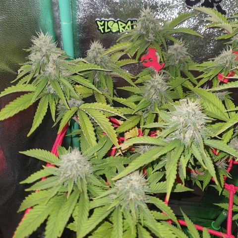 MOBY x ECSD (1) growlog timeline photo