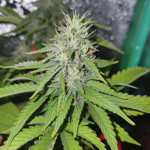 MOBY x ECSD (1) growlog timeline photo