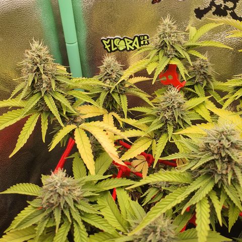 MOBY x ECSD (1) growlog timeline photo