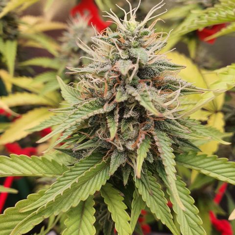 MOBY x ECSD (1) growlog timeline photo