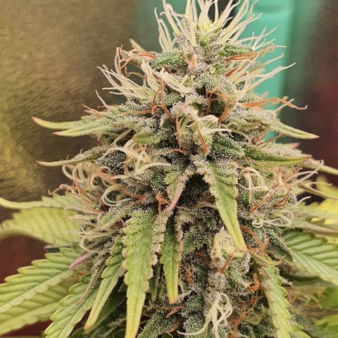 MOBY x ECSD (1) growlog timeline photo