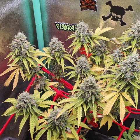 MOBY x ECSD (1) growlog timeline photo