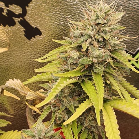 MOBY x ECSD (1) growlog timeline photo