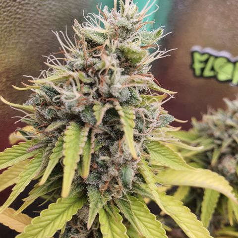MOBY x ECSD (1) growlog timeline photo