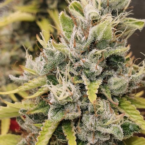 MOBY x ECSD (1) growlog timeline photo