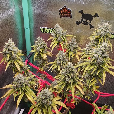 MOBY x ECSD (1) growlog timeline photo