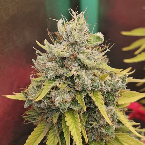 MOBY x ECSD (1) growlog timeline photo