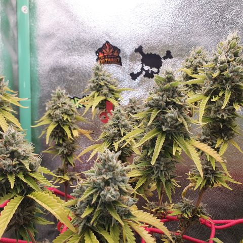 MOBY x ECSD (1) growlog timeline photo
