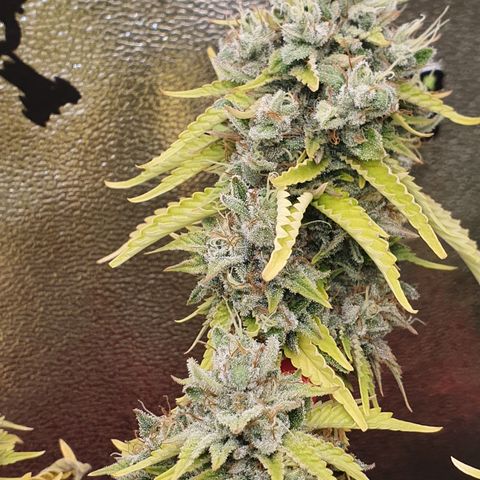 MOBY x ECSD (1) growlog timeline photo
