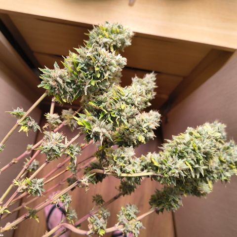 MOBY x ECSD (1) growlog timeline photo