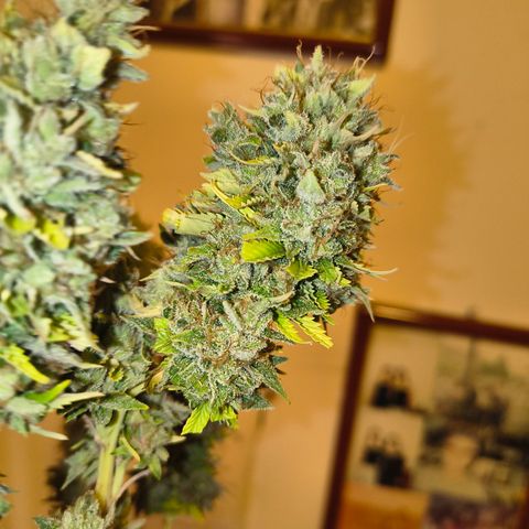 MOBY x ECSD (1) growlog timeline photo