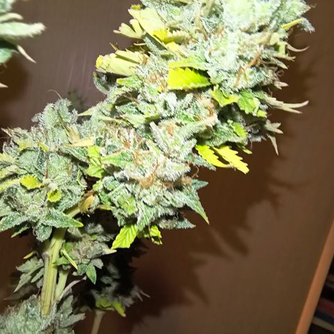 MOBY x ECSD (1) growlog timeline photo