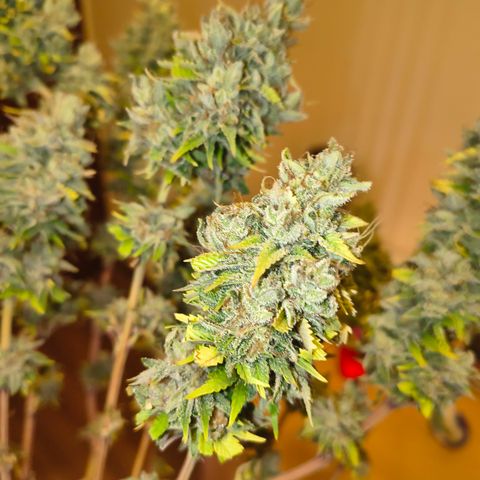 MOBY x ECSD (1) growlog timeline photo