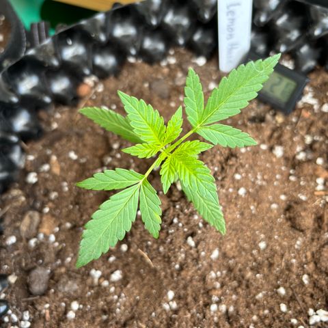 Super Lemon Haze growlog timeline photo