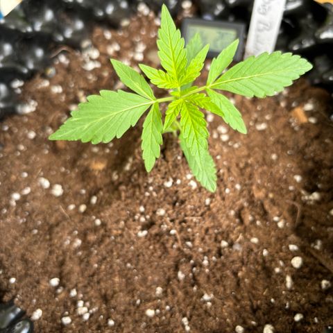 Big Buddha Cheese growlog timeline photo