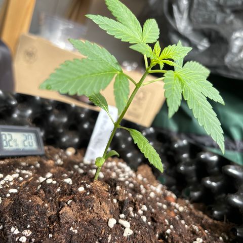Super Lemon Haze growlog timeline photo