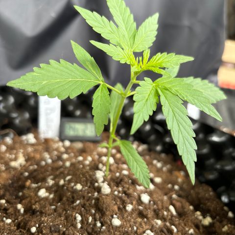Big Buddha Cheese growlog timeline photo