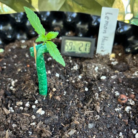 Super Lemon Haze growlog timeline photo