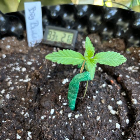 Big Buddha Cheese growlog timeline photo